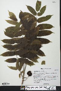 Commiphora arafy image