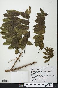 Commiphora arafy image