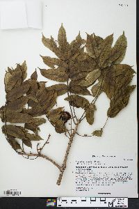 Commiphora arafy image