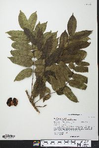 Commiphora arafy image