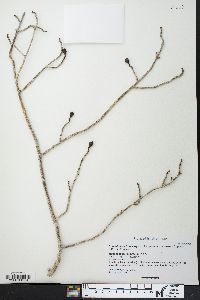 Image of Commiphora brevicalyx