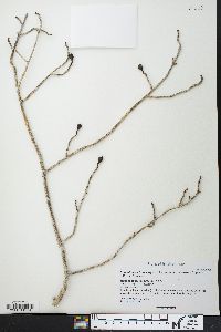 Commiphora brevicalyx image