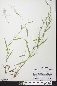 Dichanthelium acuminatum subsp. lindheimeri image