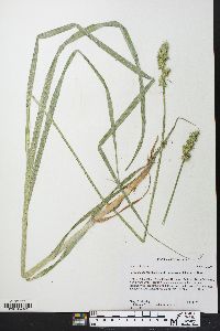 Carex stipata var. maxima image