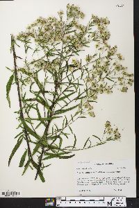 Brickellia eupatorioides var. eupatorioides image