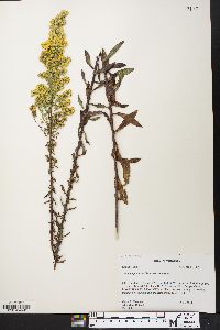 Solidago puberula image