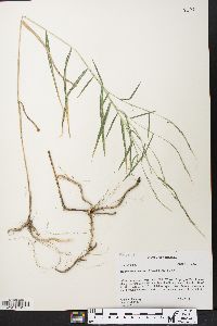 Muhlenbergia sylvatica image