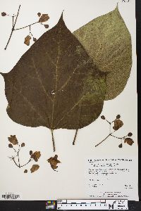 Catalpa speciosa image