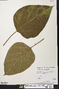 Catalpa speciosa image