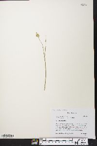 Polygala incarnata image