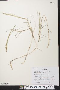 Gymnopogon brevifolius image