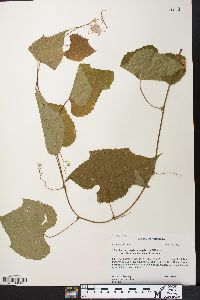 Vitis cinerea var. baileyana image