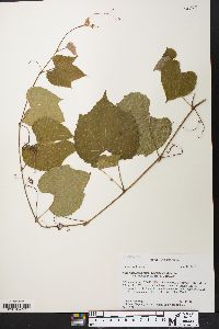 Vitis cinerea var. baileyana image