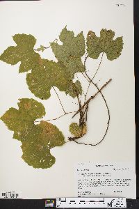 Vitis cinerea var. baileyana image