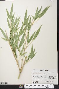 Phyllostachys aurea image