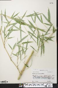 Phyllostachys aureosulcata image