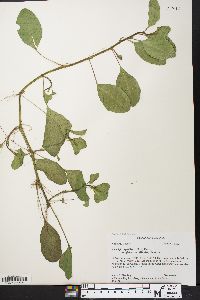 Ludwigia peploides subsp. glabrescens image