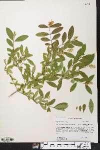 Ligustrum obtusifolium image