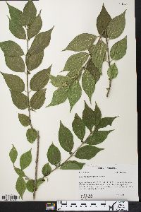 Lonicera maackii image