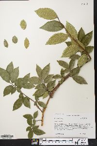 Ulmus alata image