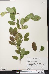 Amelanchier obovalis image