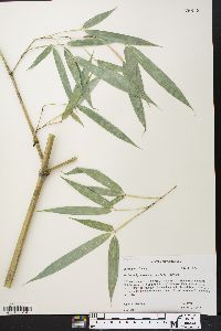 Phyllostachys aurea image