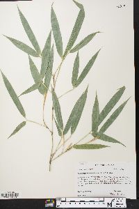 Phyllostachys aurea image