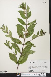 Callicarpa dichotoma image