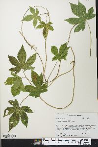 Humulus japonicus image