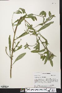 Ludwigia leptocarpa image