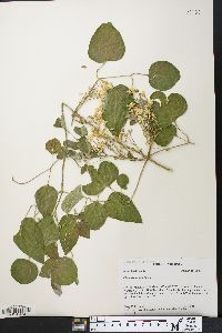 Clematis terniflora image