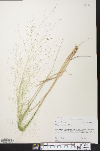 Eragrostis capillaris image