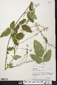 Desmodium nuttallii image