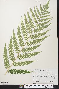 Dryopteris celsa image