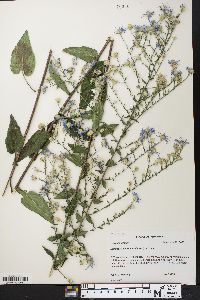 Symphyotrichum undulatum image