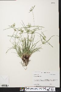 Cyperus croceus image