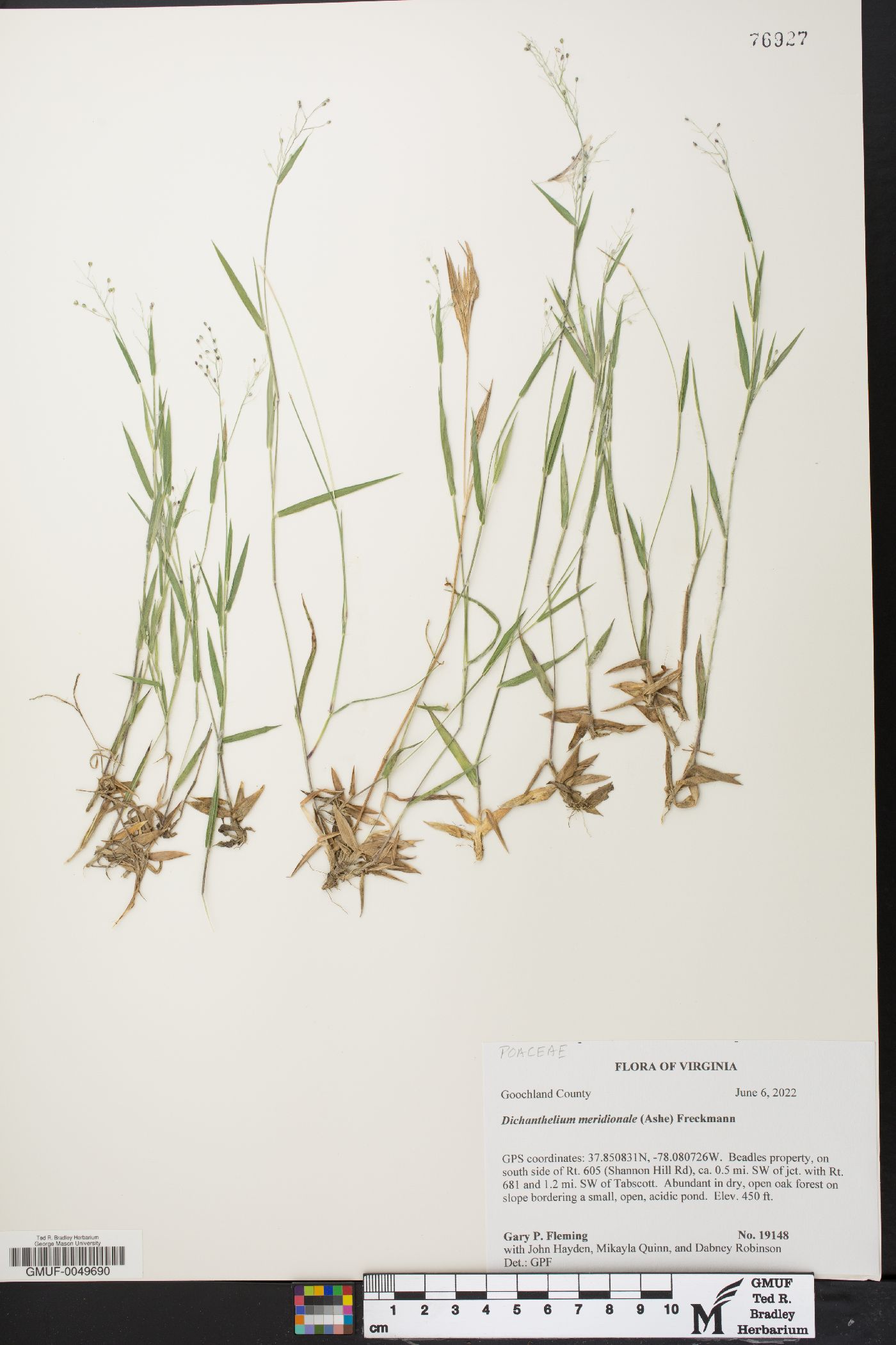 Dichanthelium meridionale image