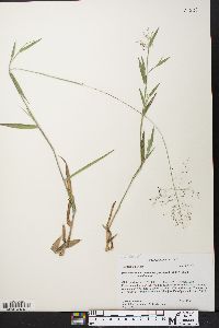 Dichanthelium acuminatum subsp. acuminatum image