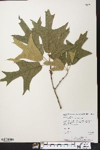 Quercus laevis image