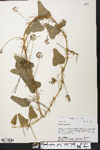 Smilax pseudochina image