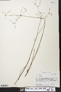 Juncus debilis image