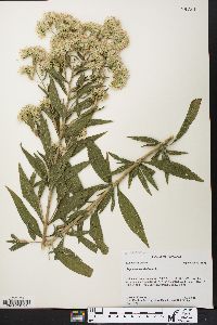 Eupatorium altissimum image