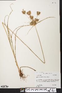 Cyperus lancastriensis image