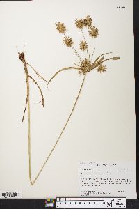 Cyperus lancastriensis image