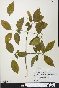 Euonymus atropurpureus var. atropurpureus image