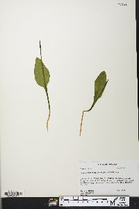 Ophioglossum vulgatum image