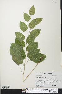 Smilax pulverulenta image