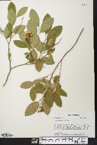 Lyonia mariana image