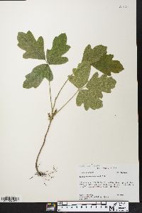 Toxicodendron pubescens image