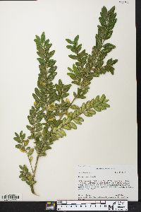 Buxus sempervirens image